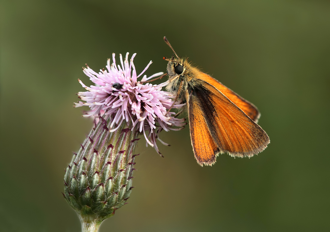 2010 (7) JULY Small Skipper butterfly 